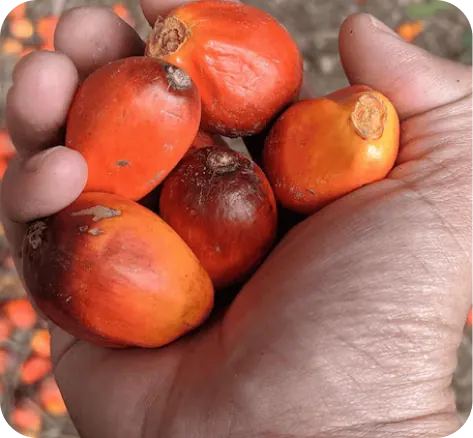 A hand holding freshly harvested palm fruits