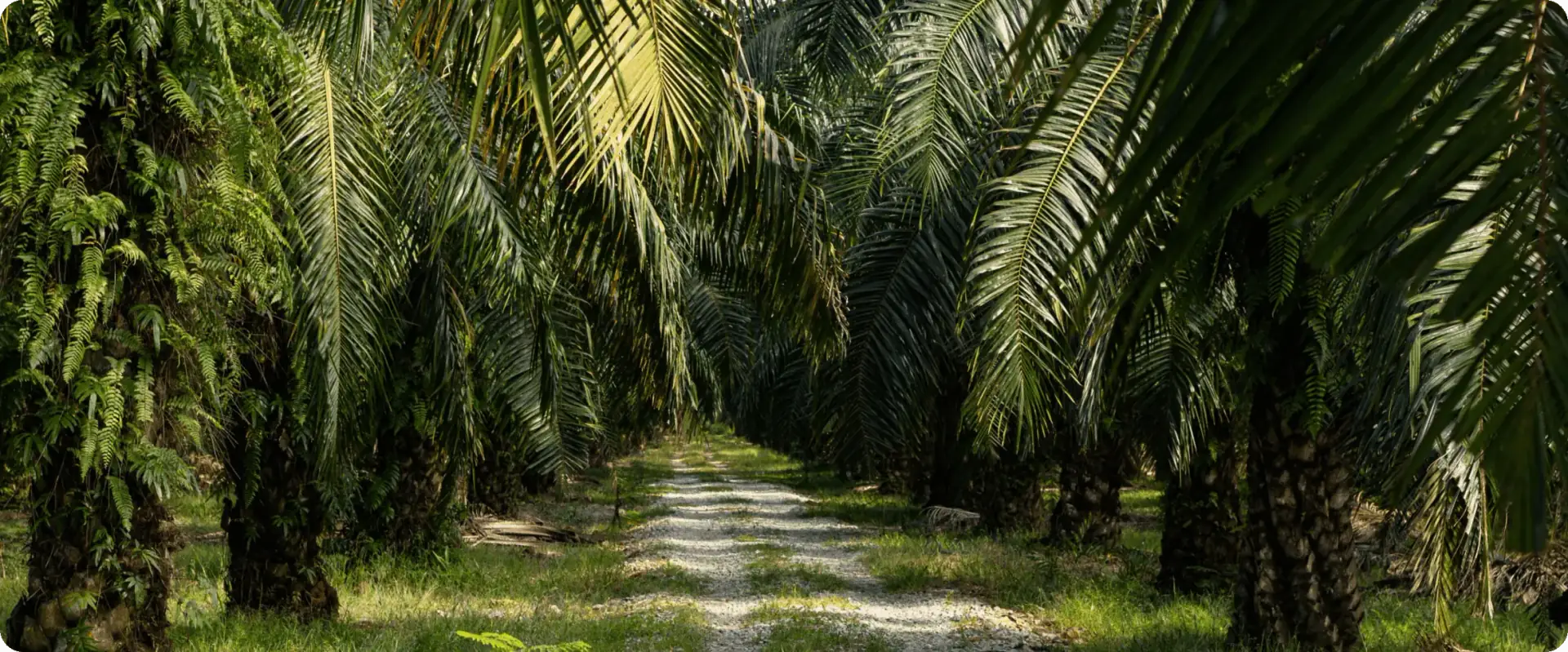 A path running between tall rows of oil palms