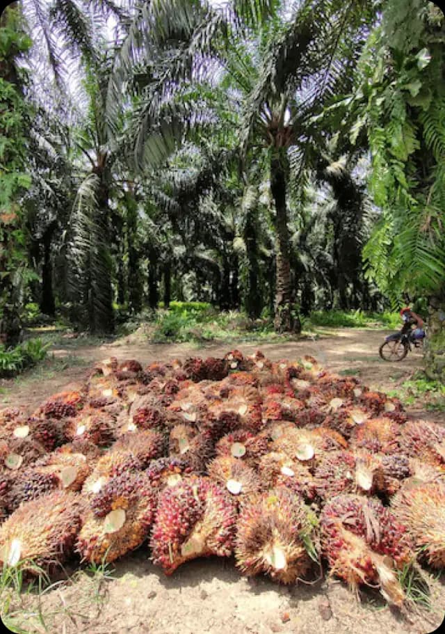 Harvested palm fruit bunches piled beside a plantation road