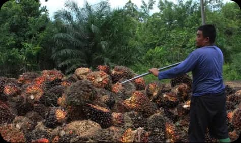 A worker loading harvested palm fruit bunches