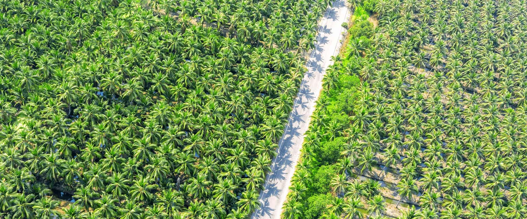 Premium palm oil production and logistics